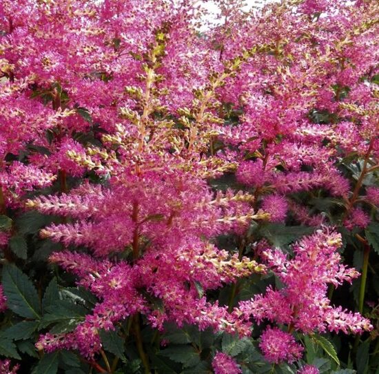 Astilbe 'Power Pop'